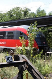 Auch auf den Gleisen 101 und 102 wächst es