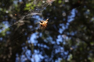 Spinne